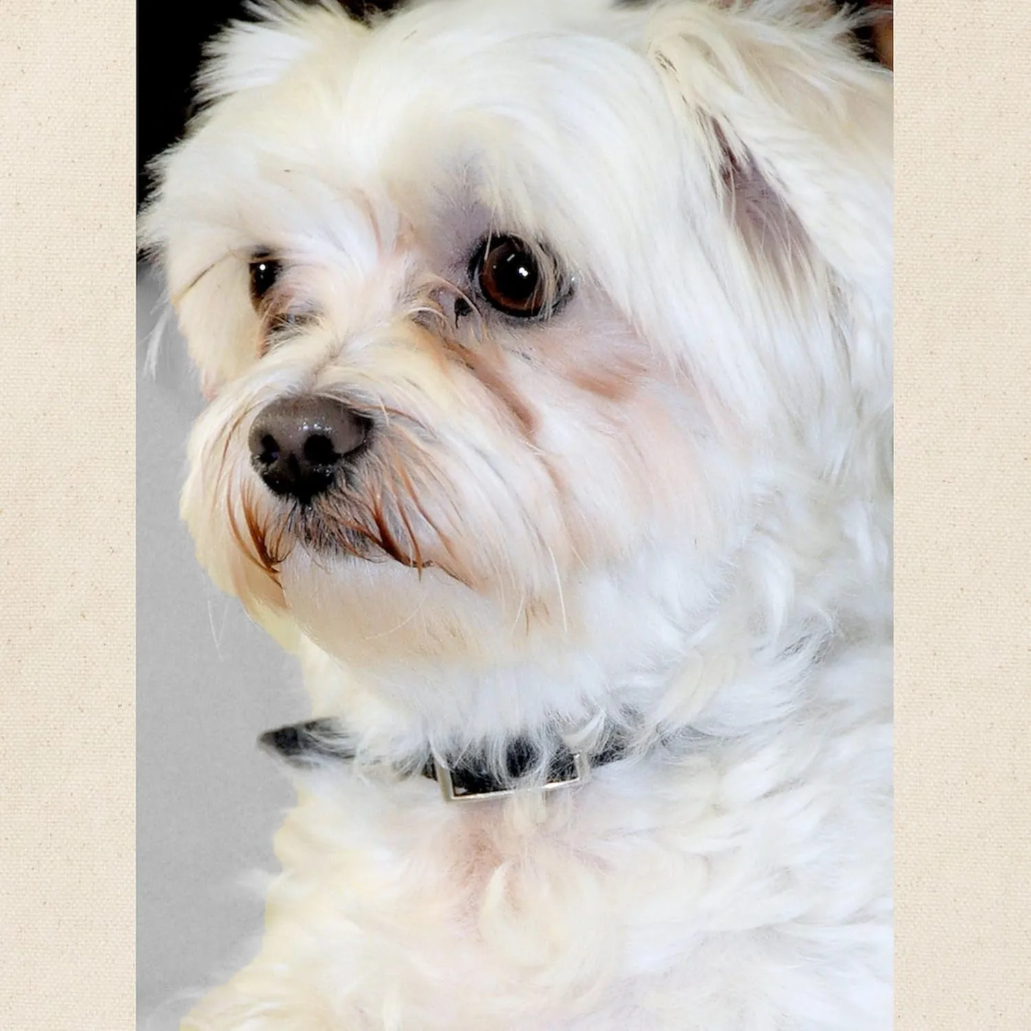 CafePress Maltese/Maltese Mix Tote Bag Natural Canvas Tote Bag, Reusable Shopping Bag